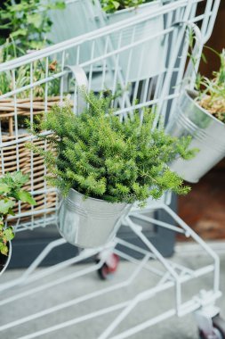 Bahçe işleri ve ev dekorasyonu konsepti için alışveriş arabasındaki metal kovalarda çeşitli saksı bitkileri.
