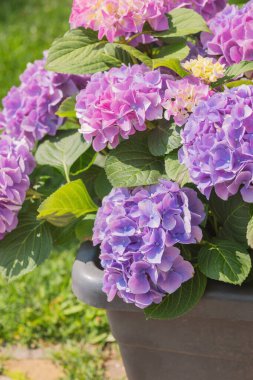 Bereketli ortancalar pembe ve mor tonlarda açar bahçeyi aydınlatır.