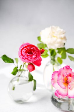 Yumuşak ışıklandırma ve temiz bir arkaplan ile şeffaf vazolarda sergilenen üç renkli gül.