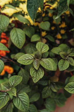 Yumuşak odaklı yeşil yapraklar turuncu ve sarı çiçekler arka planda