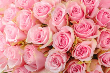 Çiçek dizaynı ve kutlama kartı için yeşil kenarlı taze pembe güller.