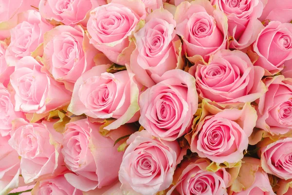 Çiçek dizaynı ve kutlama kartı için yeşil kenarlı taze pembe güller.