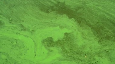 Bulanık suda dönen yeşil yosunlar, doğal hareket ve doku..