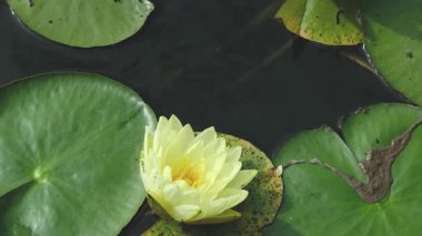 Sarı nilüfer çiçekleri, koyu su yüzeyinde yüzen yeşil nilüferlerin arasında açar.