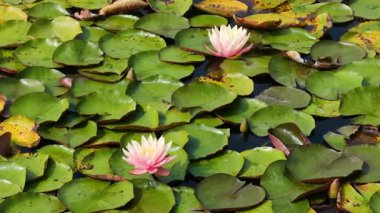 Nilüferler yeşil nilüferler arasında pembe ve beyaz çiçeklerle çiçek açar.