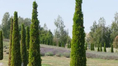 Uzun yeşil selvi ağaçları arka planda lavanta tarlası ve yaprak döken ağaçlarla