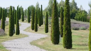 Uzun İtalyan selvi ağaçları yeşil bir arazide dolambaçlı bir çakıl yolu çiziyor.