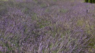 Uçsuz bucaksız lavanta çiçekleri, ufka doğru uzanan yoğun mor bitkileri gösteriyor..
