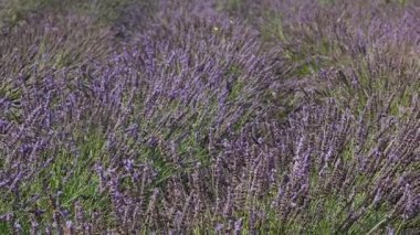 Geniş lavanta tarlaları, hafif esinti mor çiçekleri hışırdatıyor, doğal kırsal alan