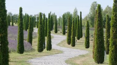 İtalyan selvi ağaçları açık bir gökyüzünün altındaki lavanta tarlasında çakıllı bir yol çiziyor..
