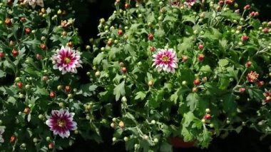 Pembe ve beyaz kasımpatılar gün ışığında bahçede tomurcuklanır.