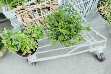 Bahçe işleri ve ev dekorasyonu konsepti için alışveriş arabasındaki metal kovalarda çeşitli saksı bitkileri.
