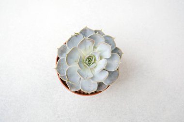 Yumuşak mavi sulu bitki, dar katmanlı yaprakları hafif bir yüzeyde küçük kahverengi bir tencerede.