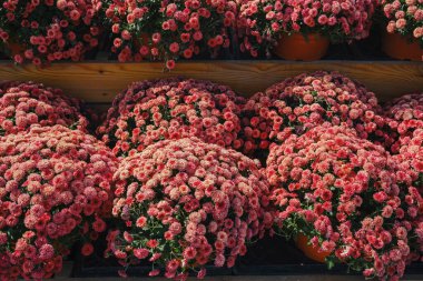 Bir sürü pembe anne, bahçedeki ahşap raflarda saksılarda bitki yetiştiriyor.