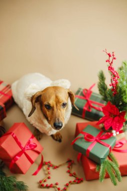 Tüylü kabarık ceketli kahverengi köpek şenlikli kırmızı ve yeşil hediye kutuları ve yemyeşil dalların arasında oturur.