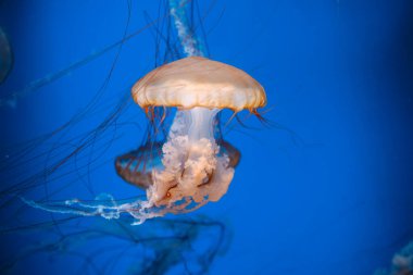 Golden Pacific Sea Nettles okyanus yaban hayatı ve sualtı fotoğrafçılık konsepti için berrak mavi sularda yüzüyor.