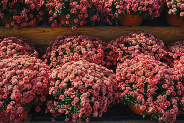 Bir sürü pembe anne, bahçedeki ahşap raflarda saksılarda bitki yetiştiriyor.