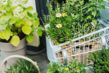 Bahçecilik ve ev yeşilliği konsepti için alışveriş arabasında karışık saksı çiçekleri ve otlar.