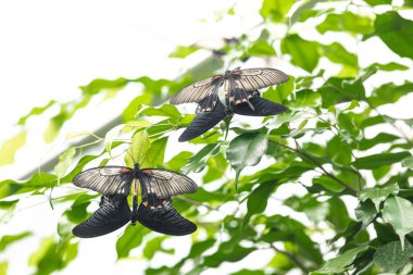İki büyük Mormon Kelebeği yemyeşil yaprakların üzerinde dinleniyor, kanatları açık, parlak doğa
