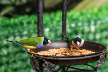 İki Gouldian ispinozu, yumuşak yeşil yapraklarla çevrili kırsal bir kuş yemliğinin tohumlarıyla beslenir..