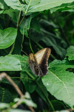 Büyük bir baykuş kelebeği yemyeşil bir yaprağın üzerinde dinlenir..