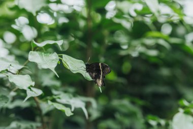 Beyaz çizgili koyu renkli bir kelebek yeşil bir yaprağın üzerinde duruyor..
