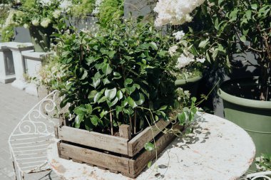 Trachelospermum jasminoides bahçe ve bahçe dekorasyonu konsepti için ahşap sandıkta bitki yetiştiriyor.