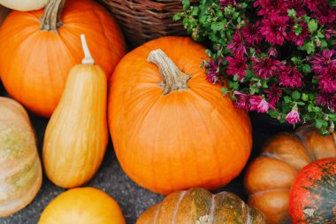 Olgun sukabakları ve koyu kırmızı anneler sonbahar hasat gösterisi için dizilmiş.