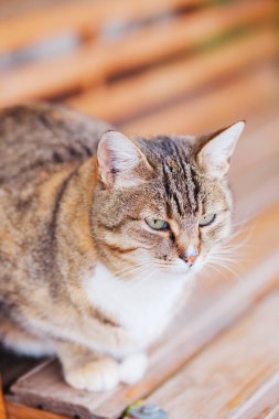Tekir kedi tahtada dinleniyor. Açık havada, yumuşak odaklı arka planda.