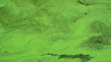 Parlak yeşil yosunlar, girdap dokularıyla karanlık su yüzeyinde çiçek açar.