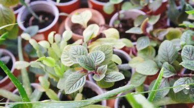 Kapalı Saksı Bitkileri, Aloe Vera, Sulu Etler ve Parlak Büyüyen Noel Kaktüsü.