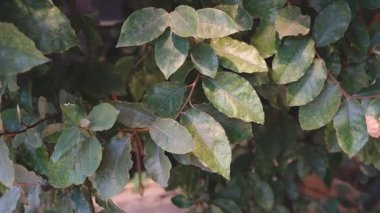 Yeşil yapraklı zeytin dalları ve açık havada benekli güneş ışığı.