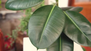 Ficus elastica bitkisi, yumuşak iç mekan ışığında yeşil desenli yapraklar bırakır..