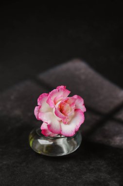 Tek bir pembe uçlu beyaz gül koyu arkaplanda küçük cam bir vazoda duruyor..