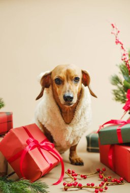 Noel hediyeleri ve şenlikli yeşilliklerle çevrili tüylü bir ceket giyen küçük bir köpek.