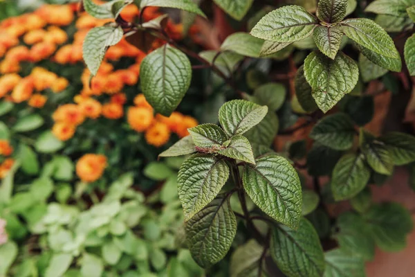 Yeşil yapraklar ve portakal çiçekleri parlak gün ışığı bahçesinin detaylarını kapatır.