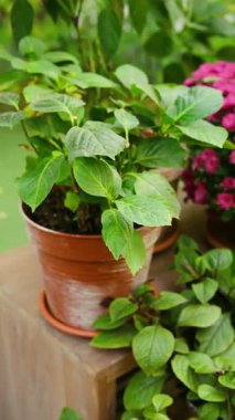 Tahta bir yüzeyde yeşil yapraklar ve pembe çiçekler, doğal ışık.