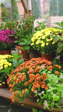 Renkli kasımpatı çiçekleri sera rafındaki saksılarda çiçek açıyor..