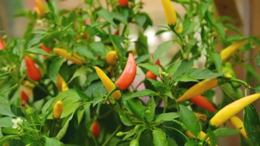 Olgun kırmızı ve sarı biberler yeşil bir bitkide yapraklarla yetişiyor.