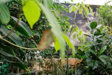 Bu güzel kral kelebeği seranın yeşil yapraklarının arasında huzur içinde yatıyor..