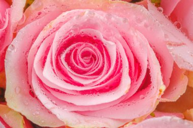 Güzellik, tazelik ve romantik çiçek arkaplanı için su damlalı pembe gül makrosu.