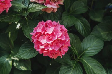 Ortanca makrofili pembe çiçekler romantik çiçekler ve yaz dekorasyonu konsepti için bahçede çiçek açıyor.