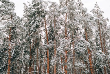 Görkemli kozalaklı orman soğuk bir kış gününde taze kar ve buzla parıldıyor..