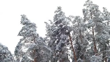 Uzun çam ağaçları, soğuk bir kış gününde tamamen ışıldayan taze kar ve buzla kaplıdır.