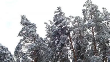 Taze beyaz kar ve kış mevsiminde parlayan buzla kaplı görkemli çam ağaçları.