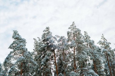 Beyaz kar, daima yeşil olan dalları kaplıyor. Huzurlu bir kış harikalar diyarı yaratıyor..