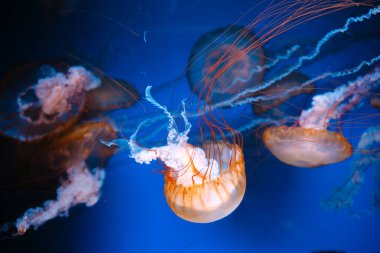 Golden Pacific Sea Nettles okyanus yaban hayatı ve sualtı fotoğrafçılık konsepti için berrak mavi sularda yüzüyor.