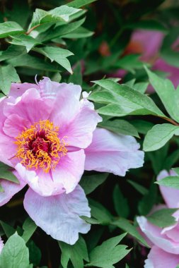 Parlak pembe bir şakayık yeşil yaprakların arasında karmaşık taç yaprakları ve sarı kekemeler sergiler..