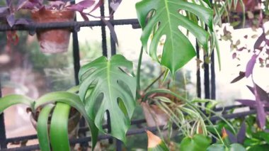 Canavar bitkisi, diğer yeşil bitkiler ve mor tradescantia ile birlikte balkonda yapraklar bırakır.