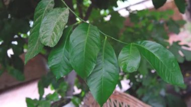 Parlak yeşil limon ağacı yaprakları daldan sarkan, yumuşak odaklı arka plan